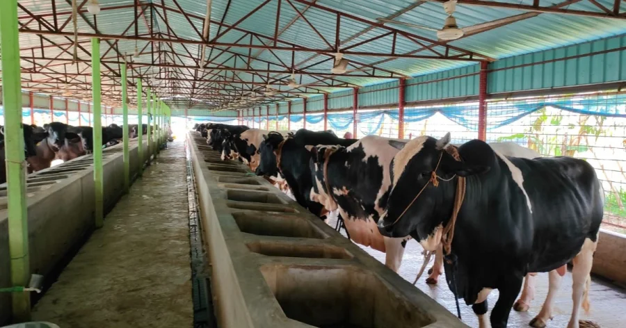 Beef Cattle