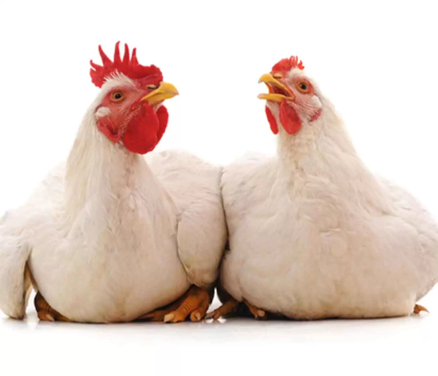 Broiler Chicken