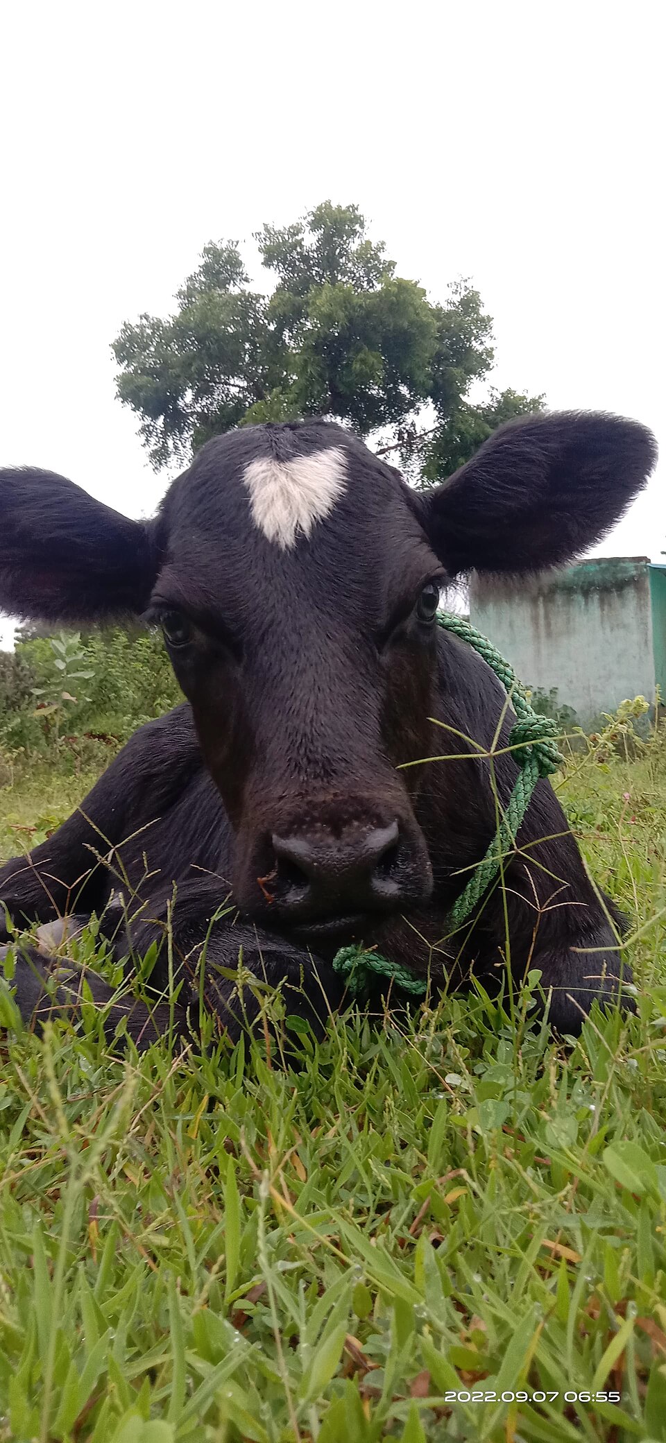 Cattle
