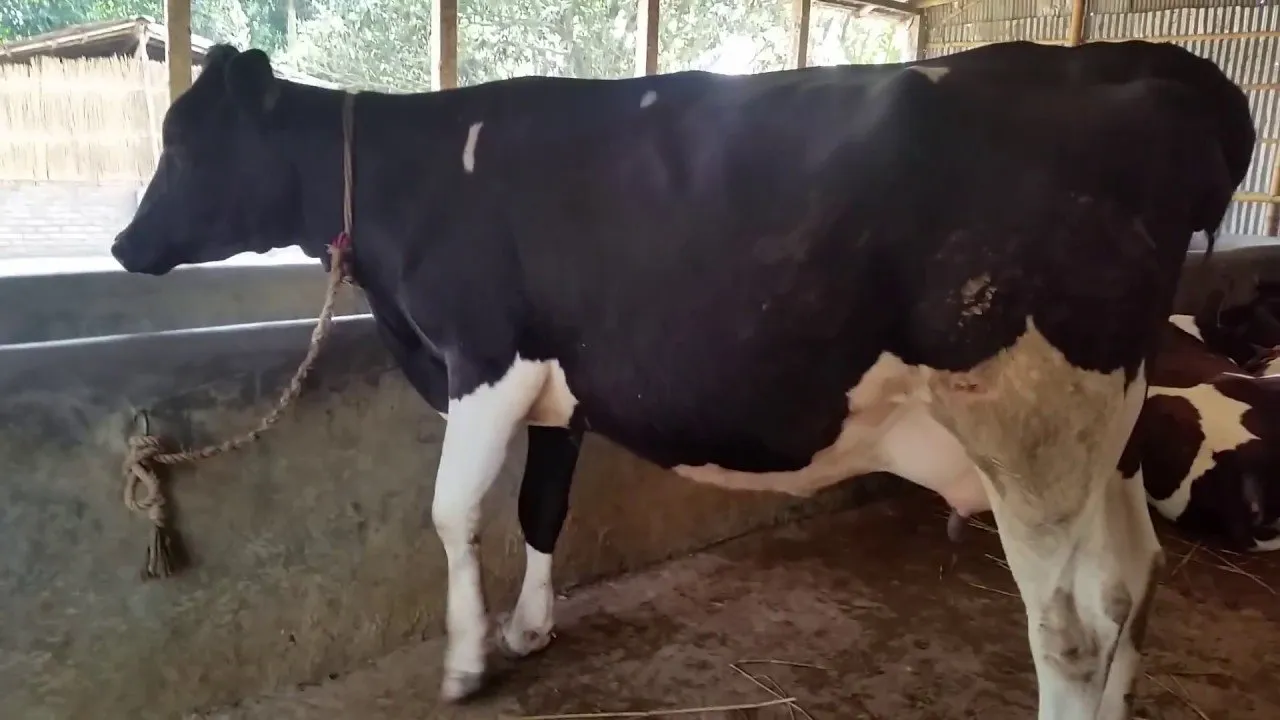 Dairy Cow