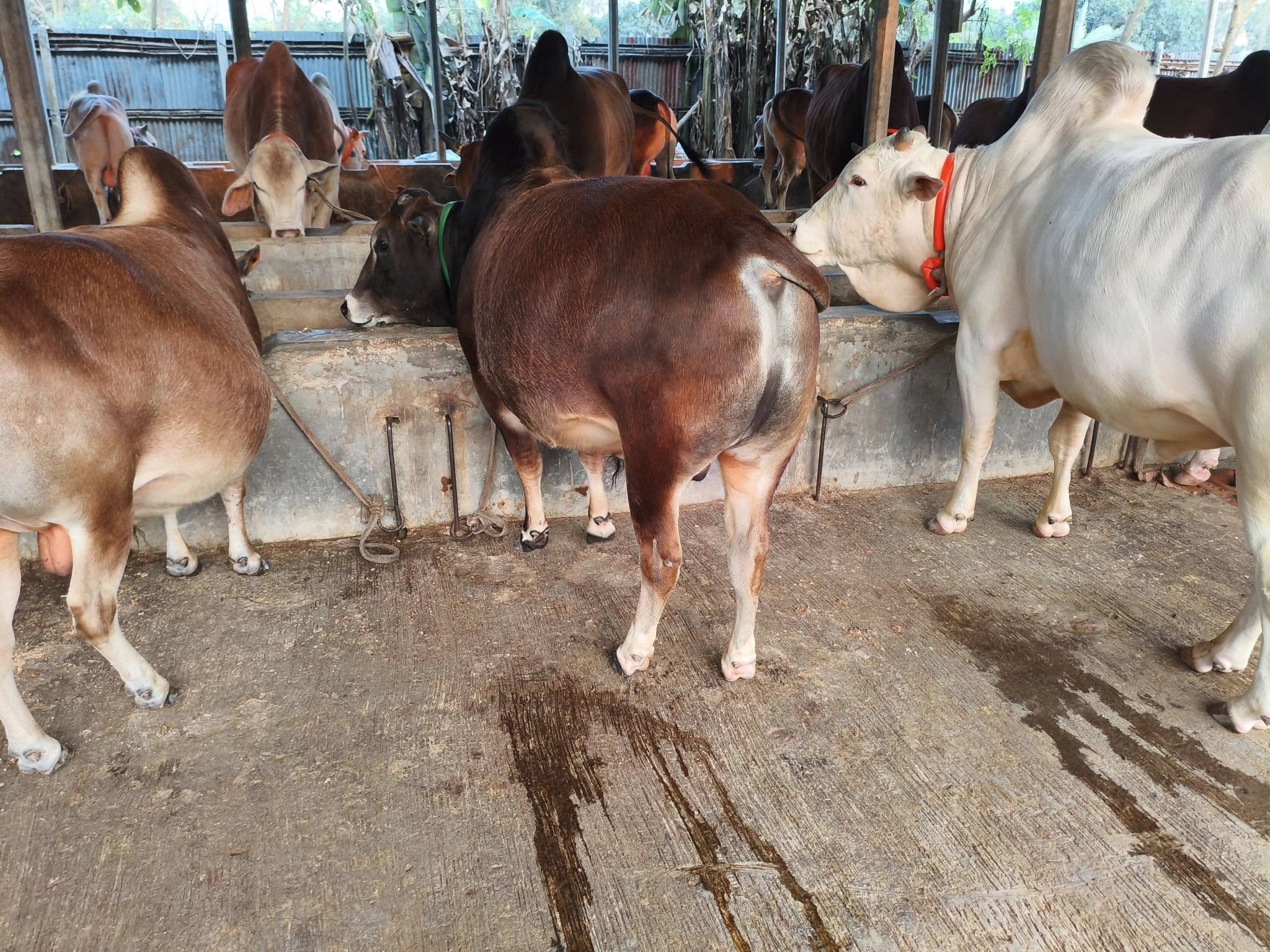 Qurbani Cattle